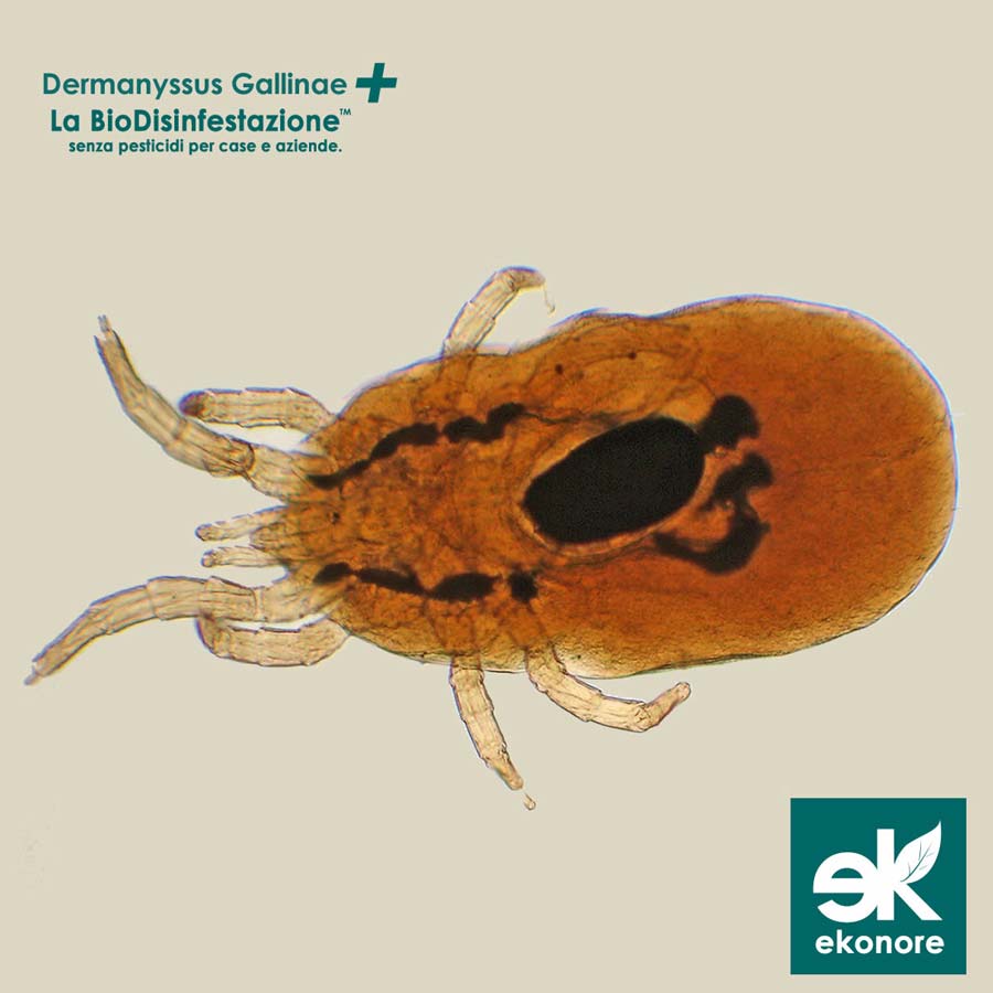 Disinfestazione Dermanyssus Gallinae Acaro rosso firenze Azienda specializzata